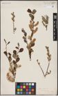 Foto von Salix aurita L.